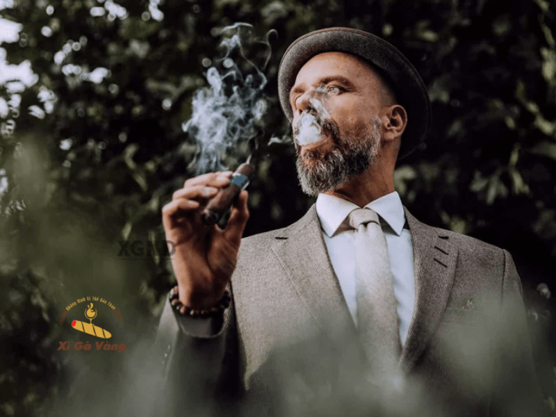 Thu hoạch và chế biến các bộ phận của cây thuốc xì gà